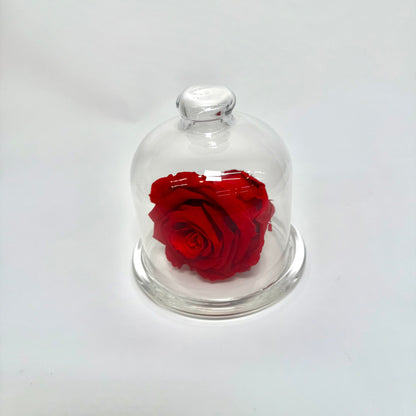 Rose Eternel🌹
