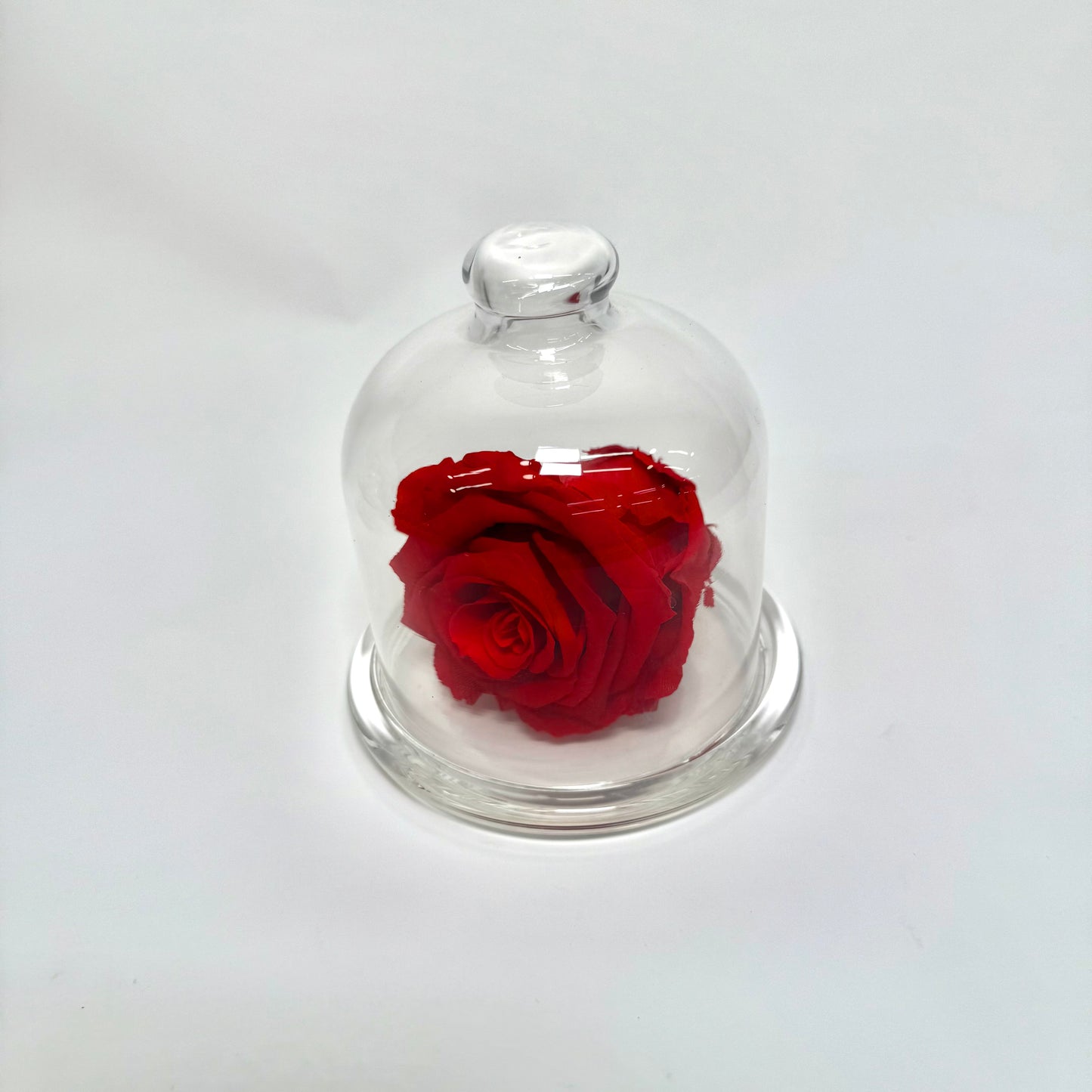 Rose Eternel🌹