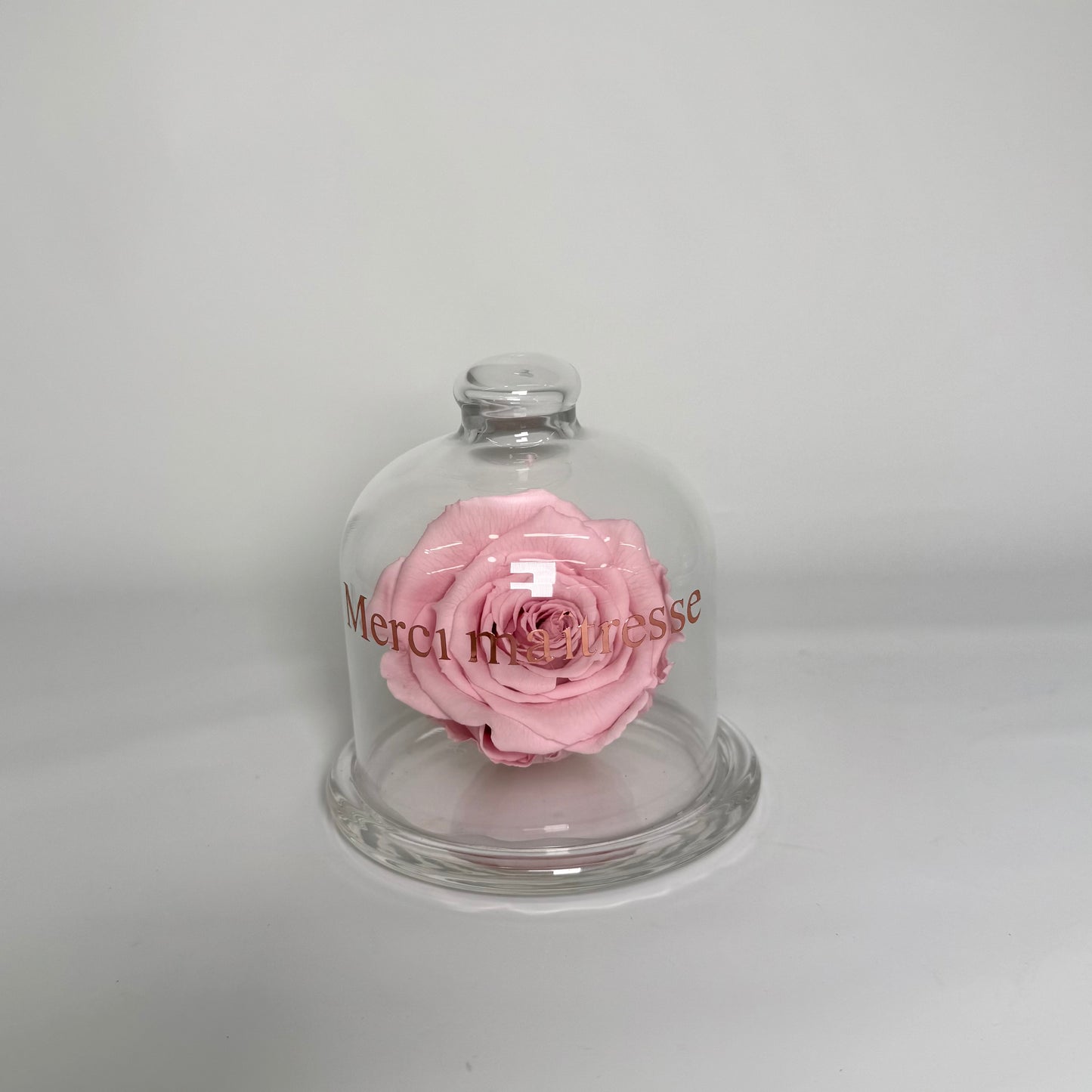 Rose Eternel🌹