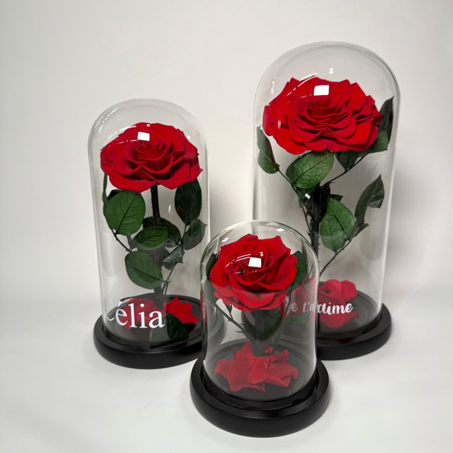 Rose Éternelle Sous Cloche Prestige 🌹